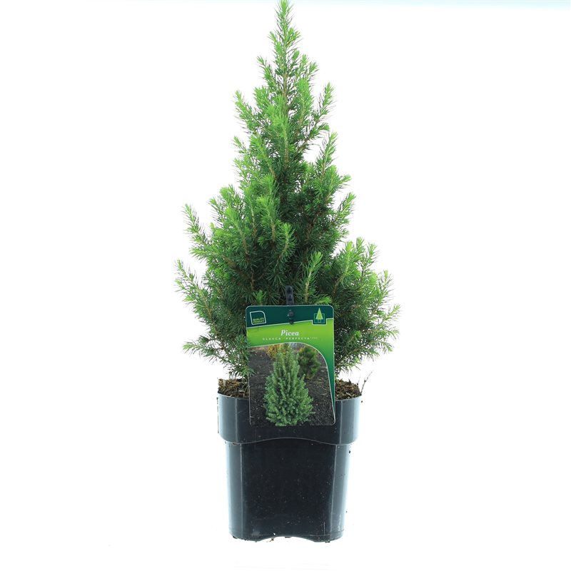 Ель канадская Перфекта